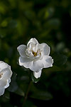 白茶花