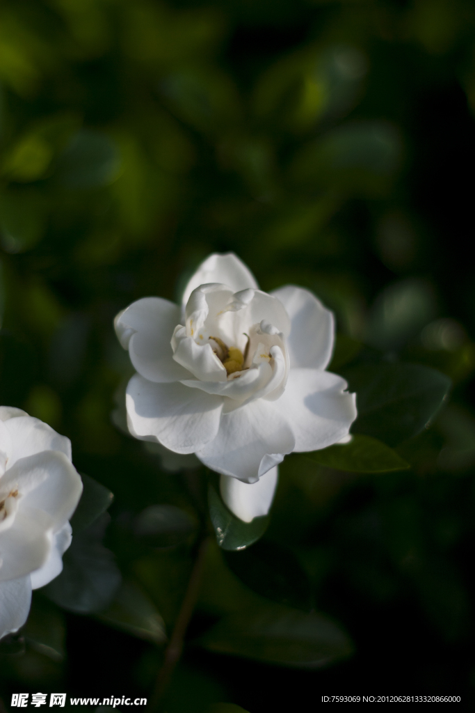 白茶花