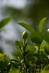 白茶花