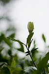 白茶花