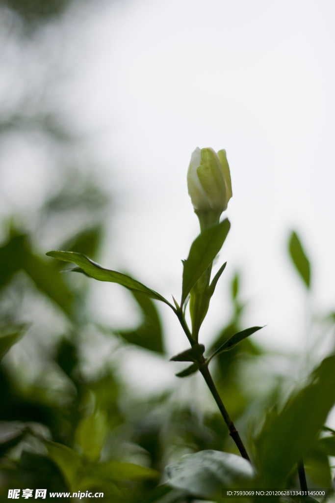 白茶花