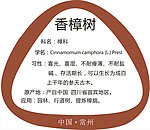 树牌设计