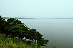 湖边的松树