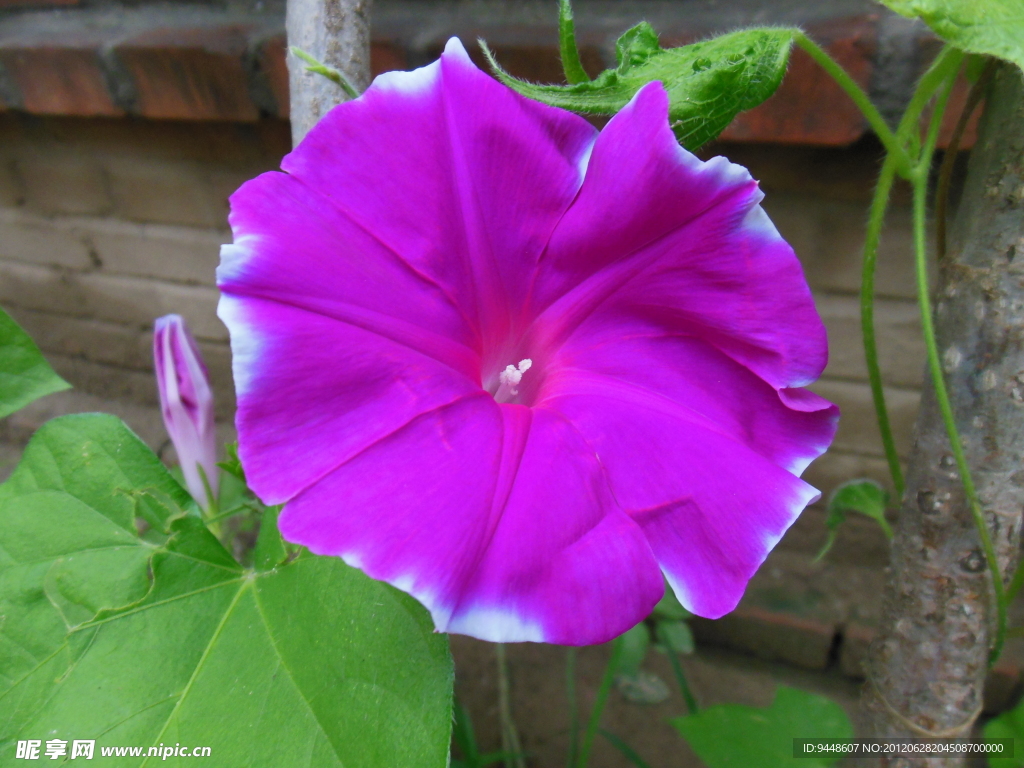 牵牛花
