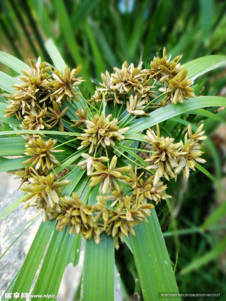 莎草