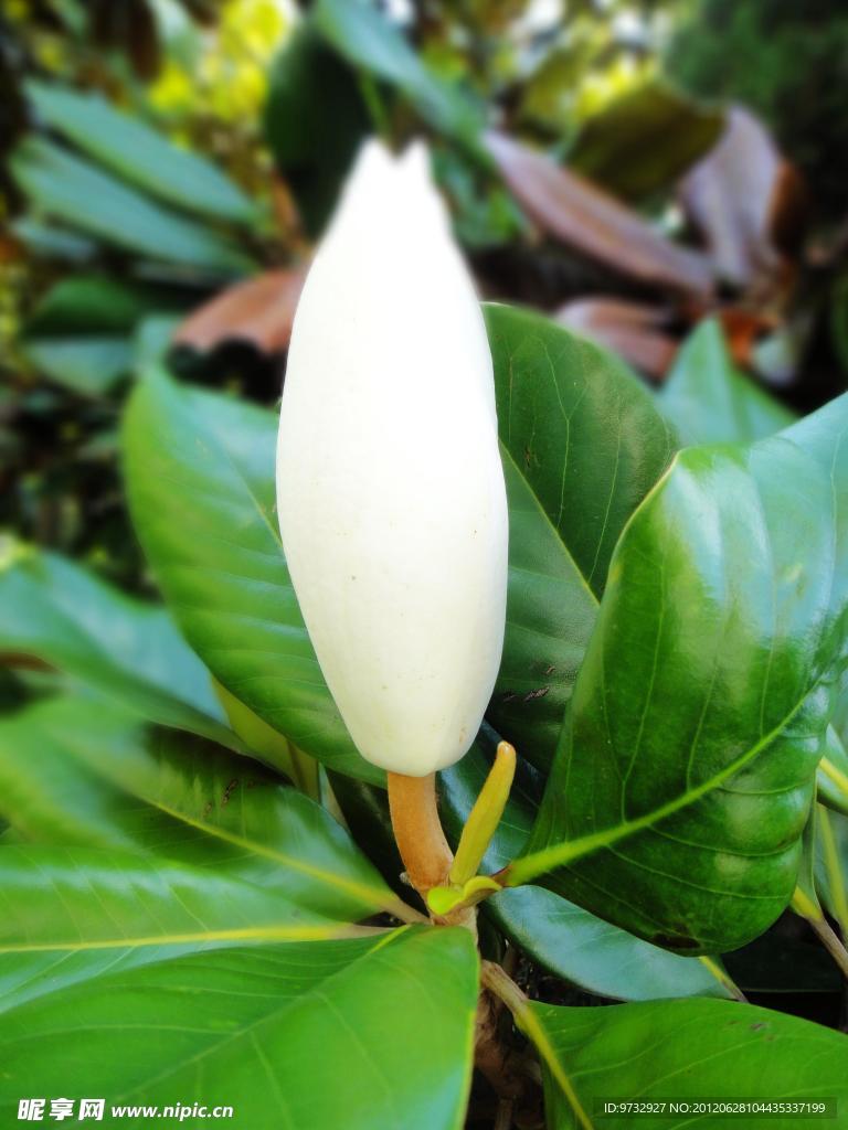 玉兰花