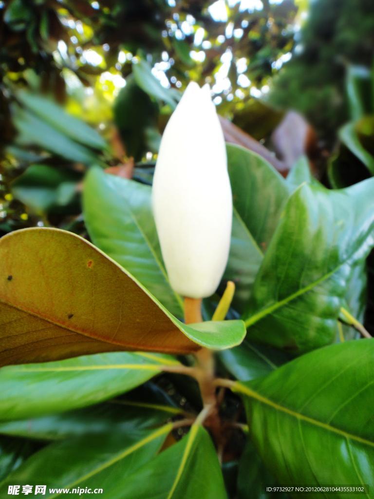 玉兰花