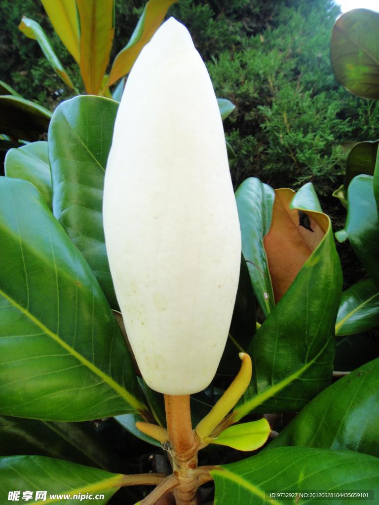 玉兰花