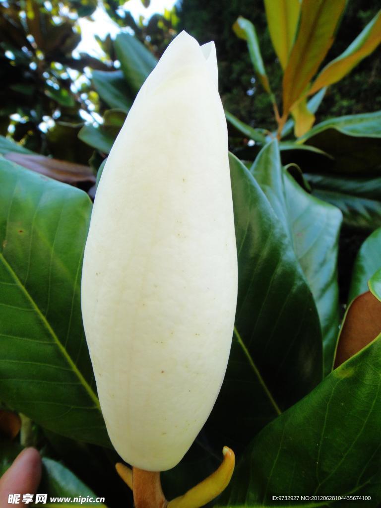 玉兰花
