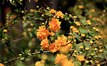 棣棠花