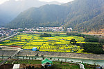 田园风光 油菜花