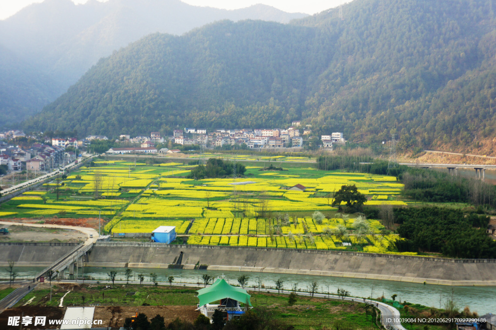 田园风光 油菜花