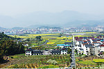 田园景观 油菜花