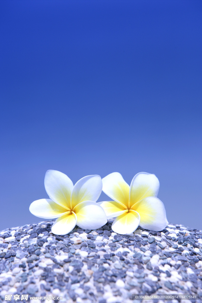 黄色小花