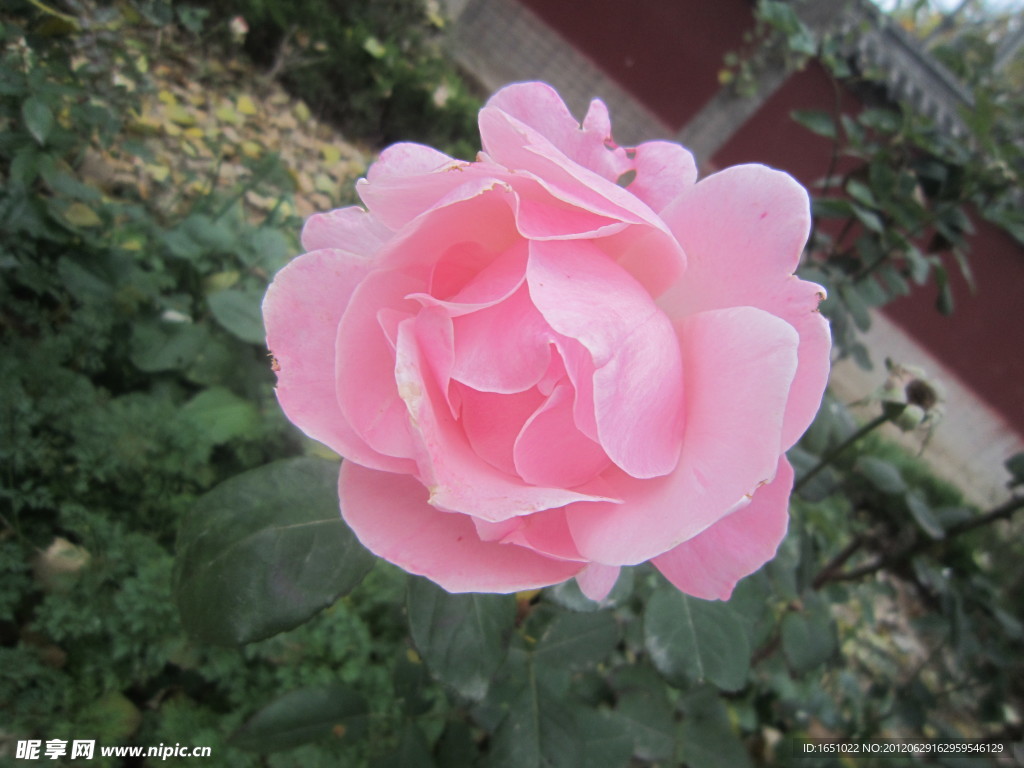 月季花