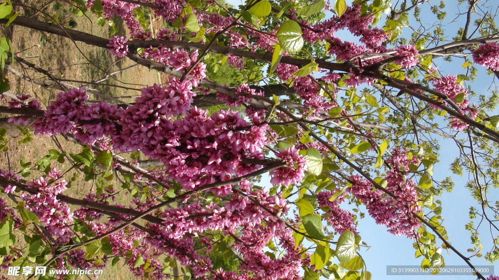 串串红花