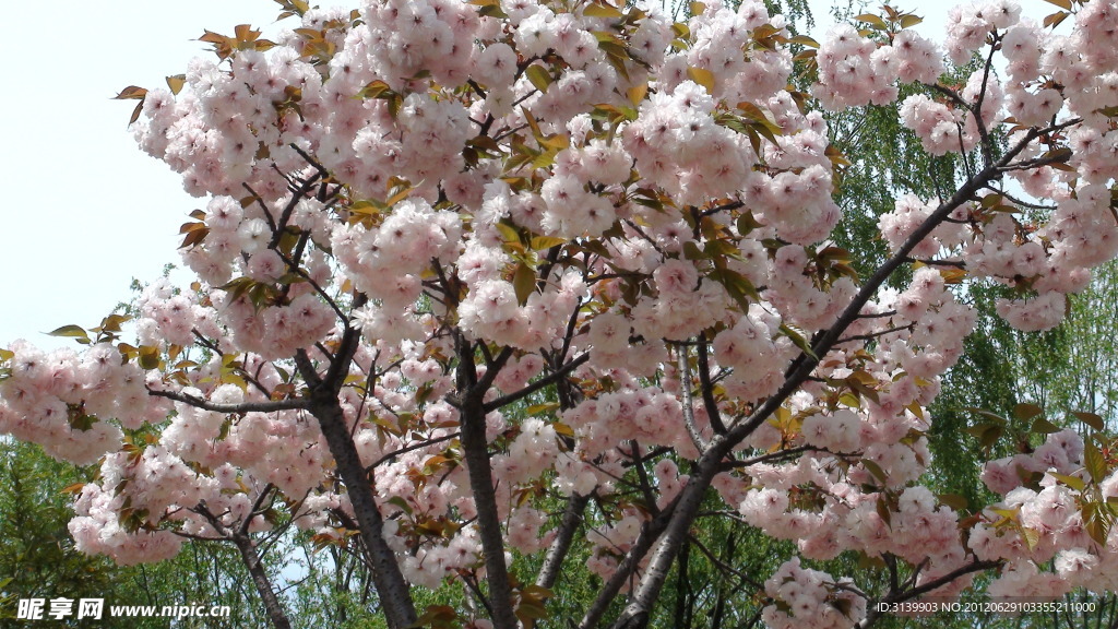 桃花盛开