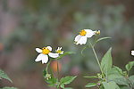 白色野菊花