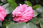 茶花