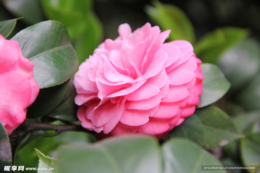 茶花