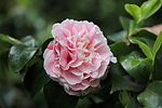 茶花