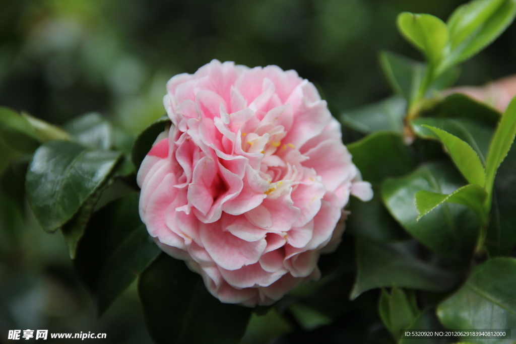 茶花