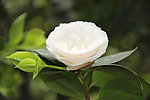 白色月季花