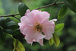 茶花