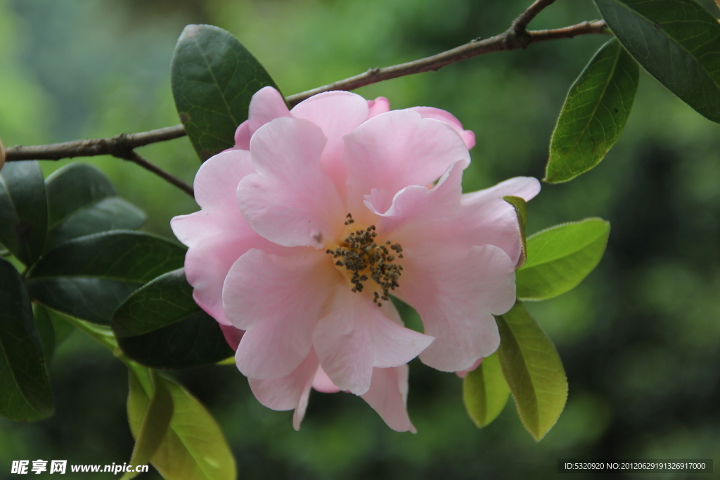 茶花