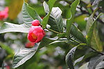茶花 花苞