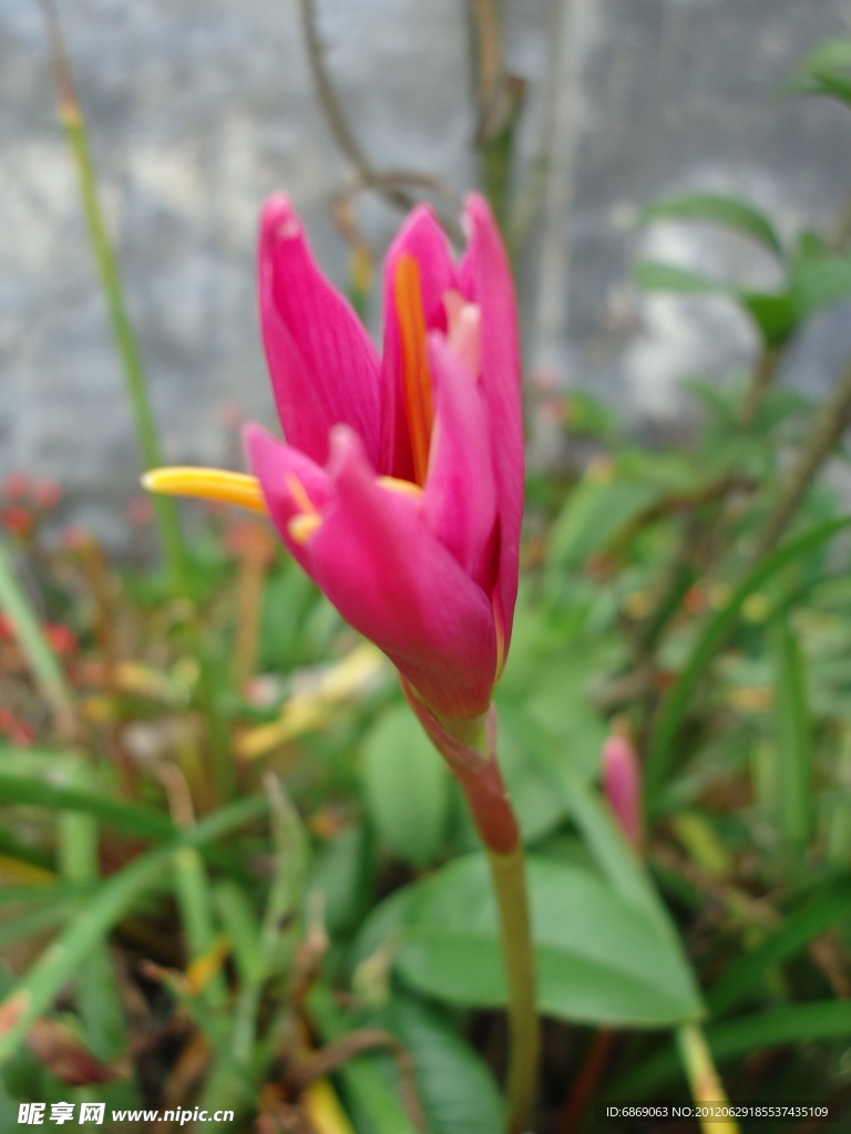 水仙花