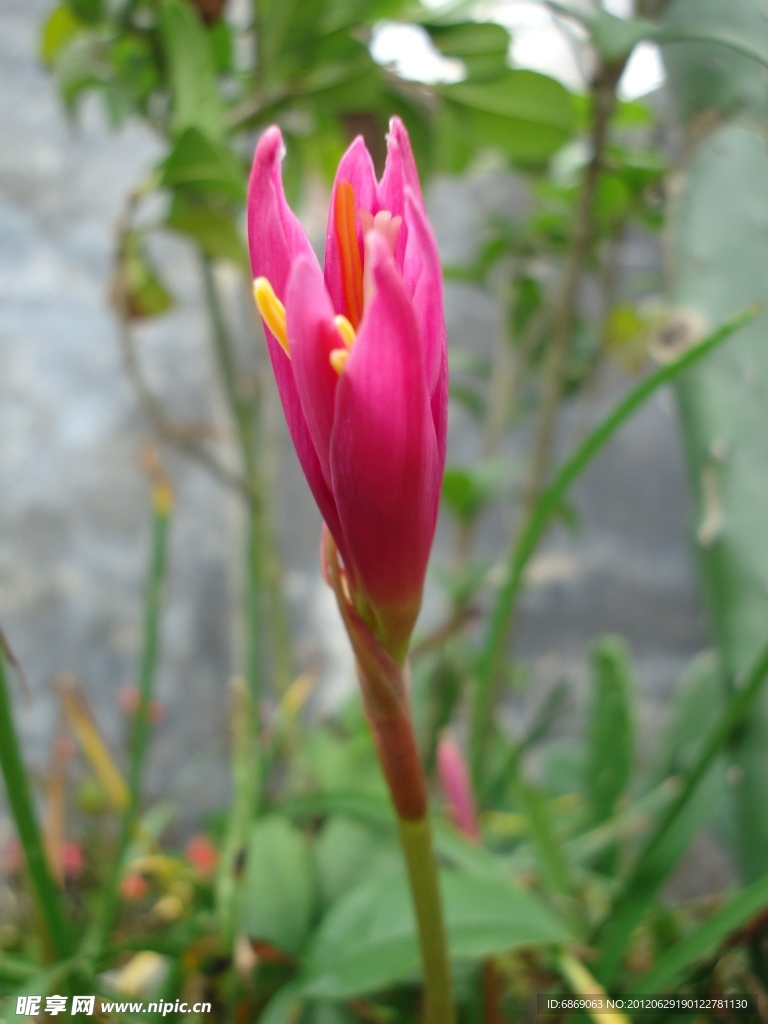 水仙花