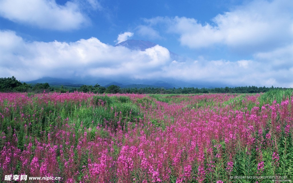 花海