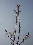 蓝天 杏花枝