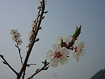 蓝天 杏花