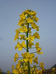 蓝天 一枝油菜花