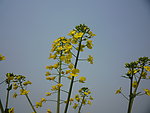 蓝天 油菜花