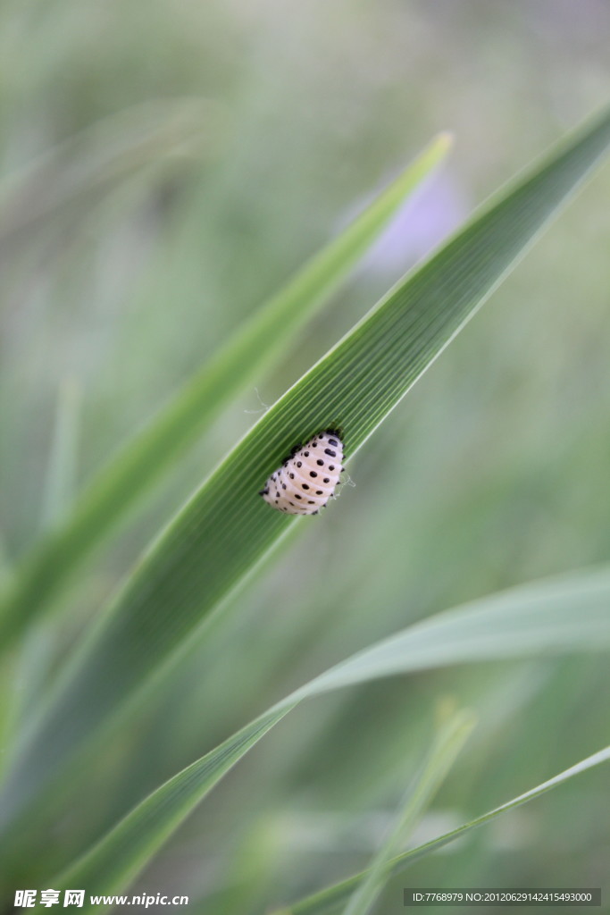 小虫