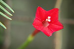 红花 五角花