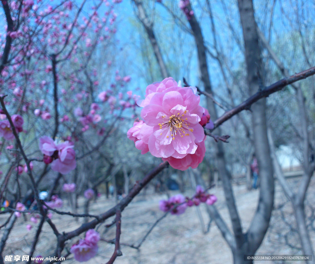 那一朵桃花