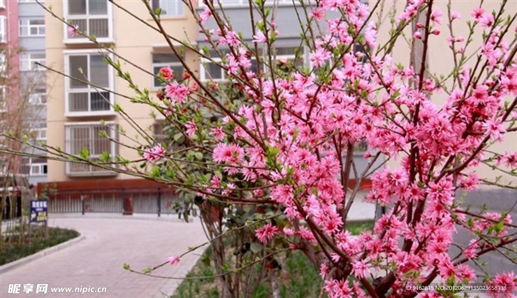 桃花