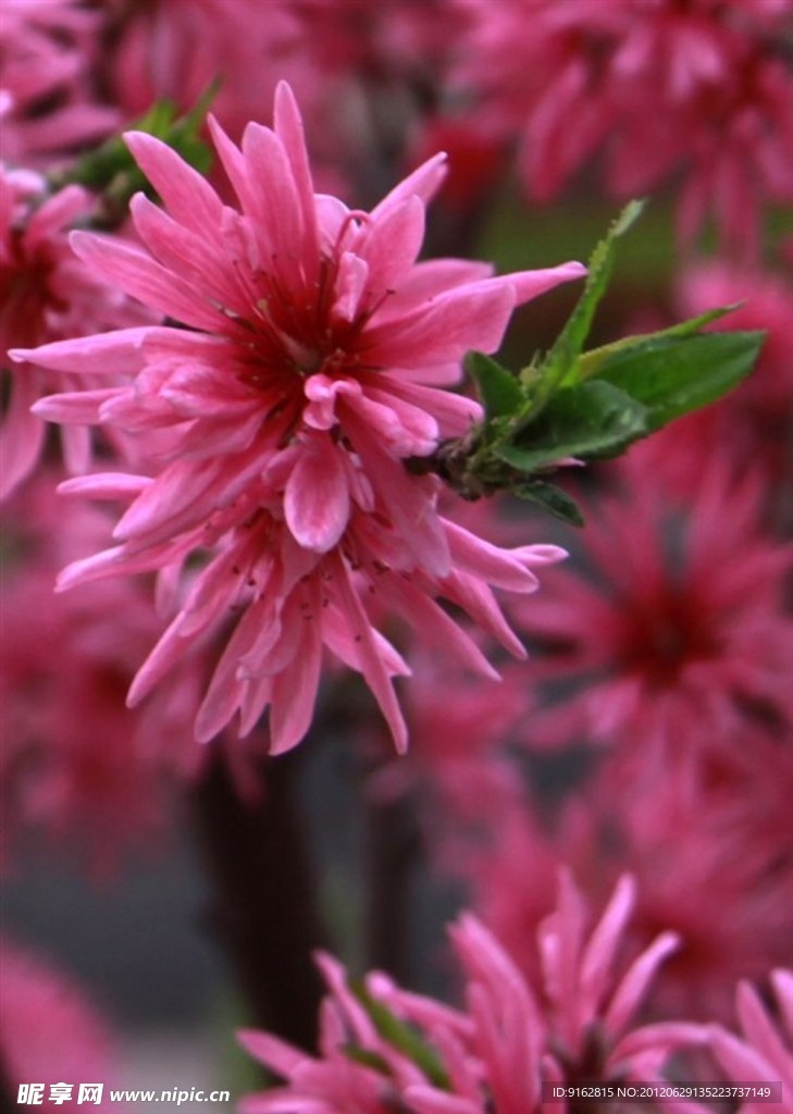 桃花