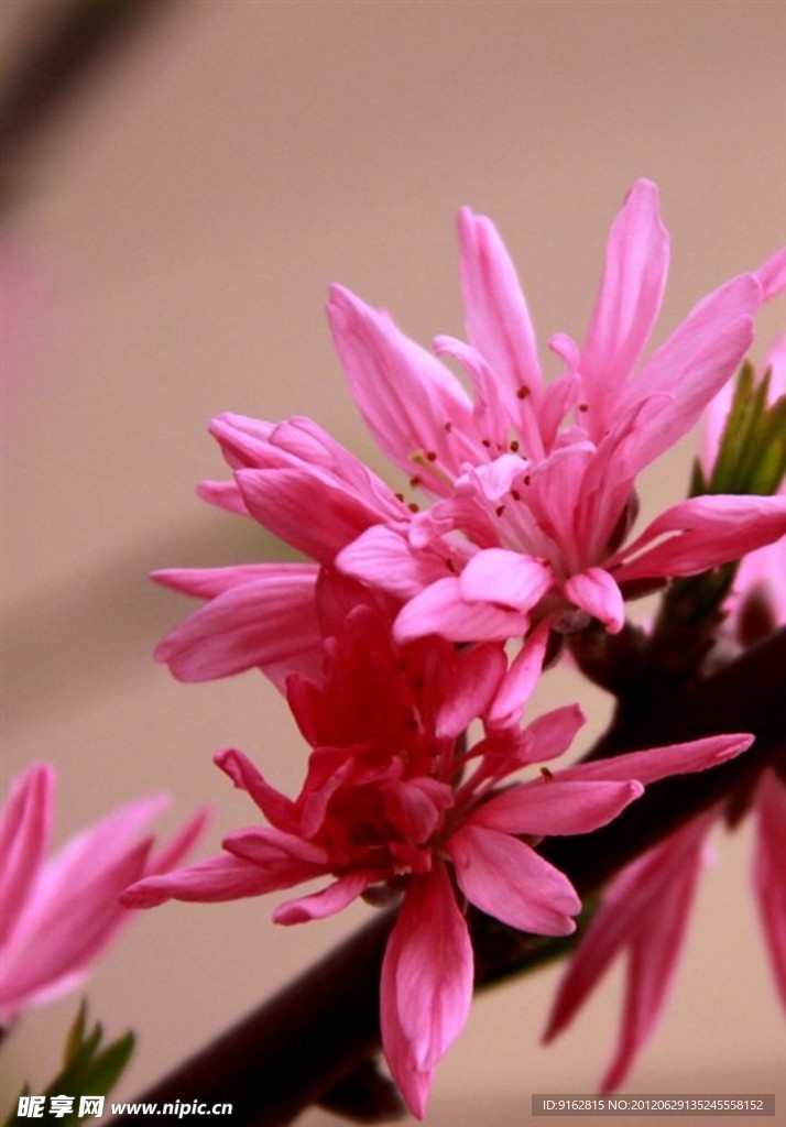 桃花