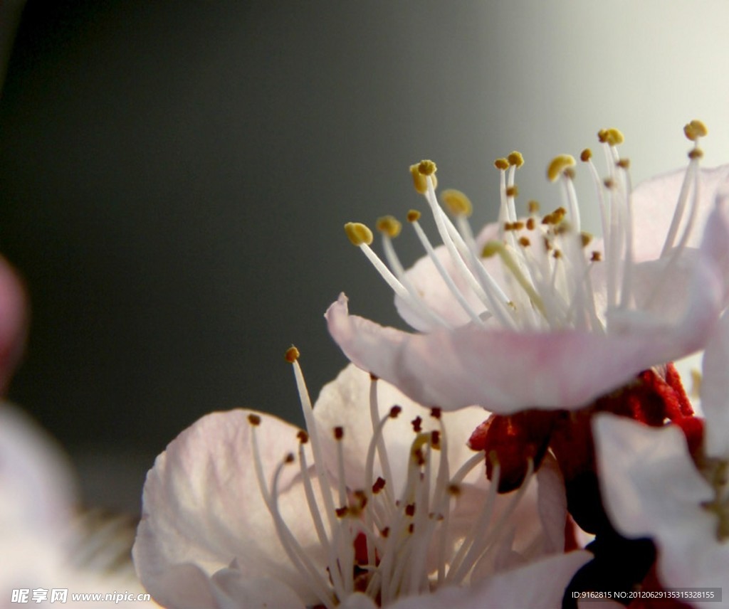 花蕊