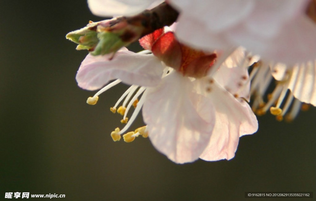 花蕊