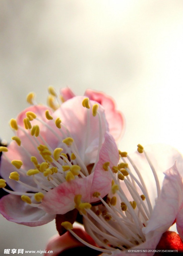 花蕊