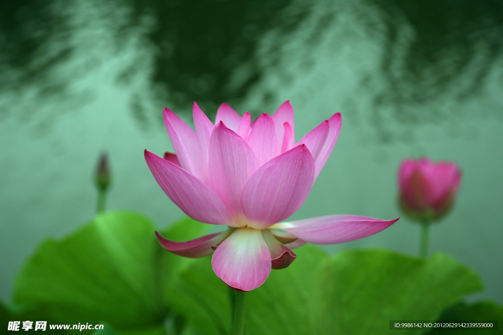 荷花