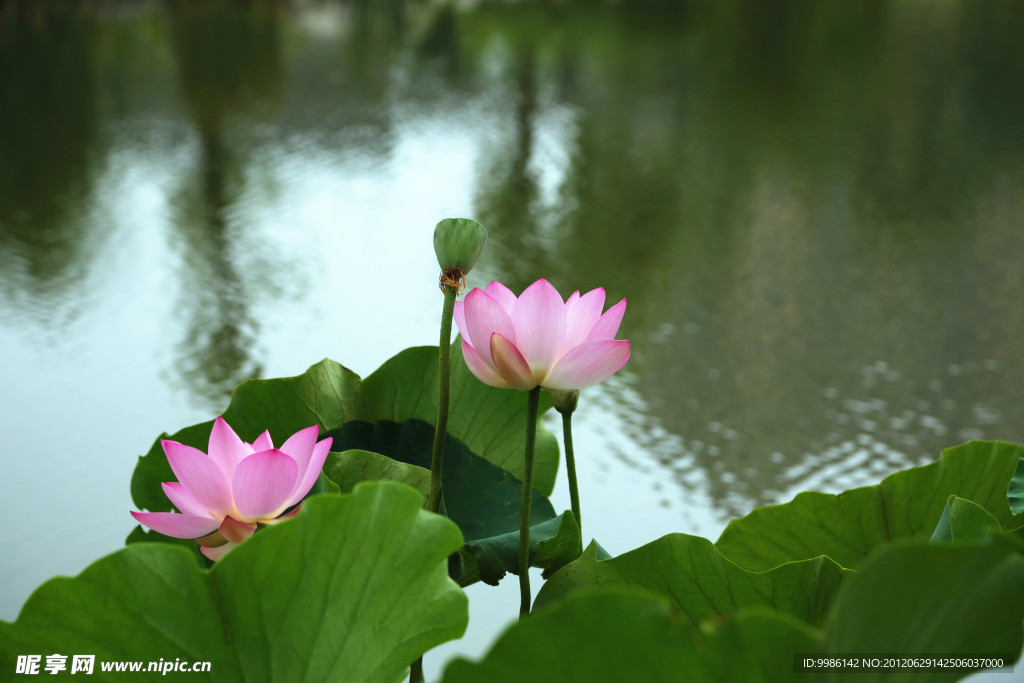 两朵荷花