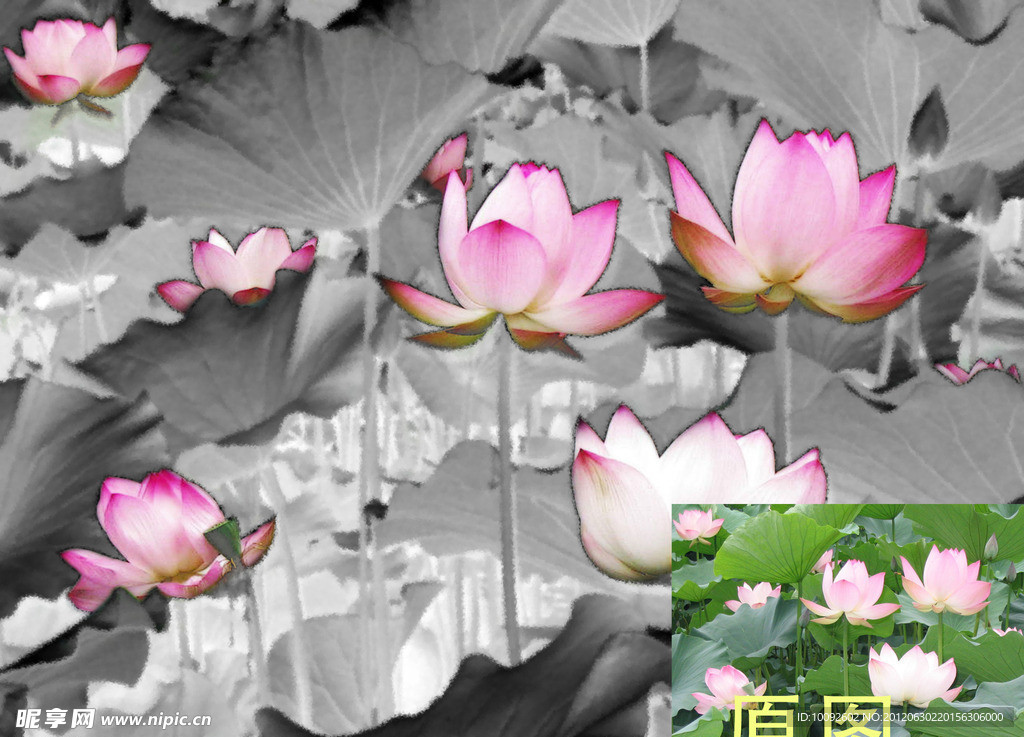 荷花