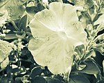 喇叭花